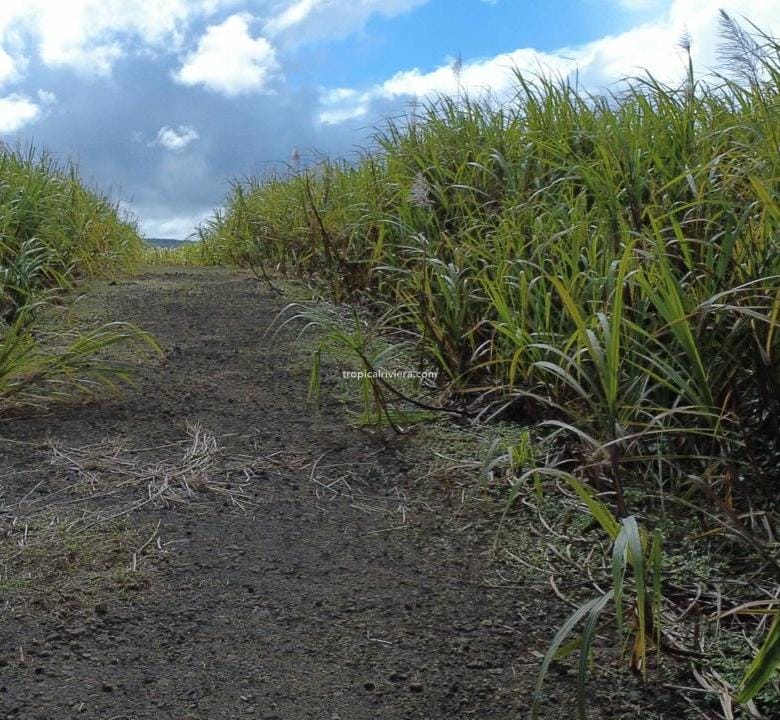 For Sale – Agricultural Land 4,205 m² – Camp Thorel, Moka