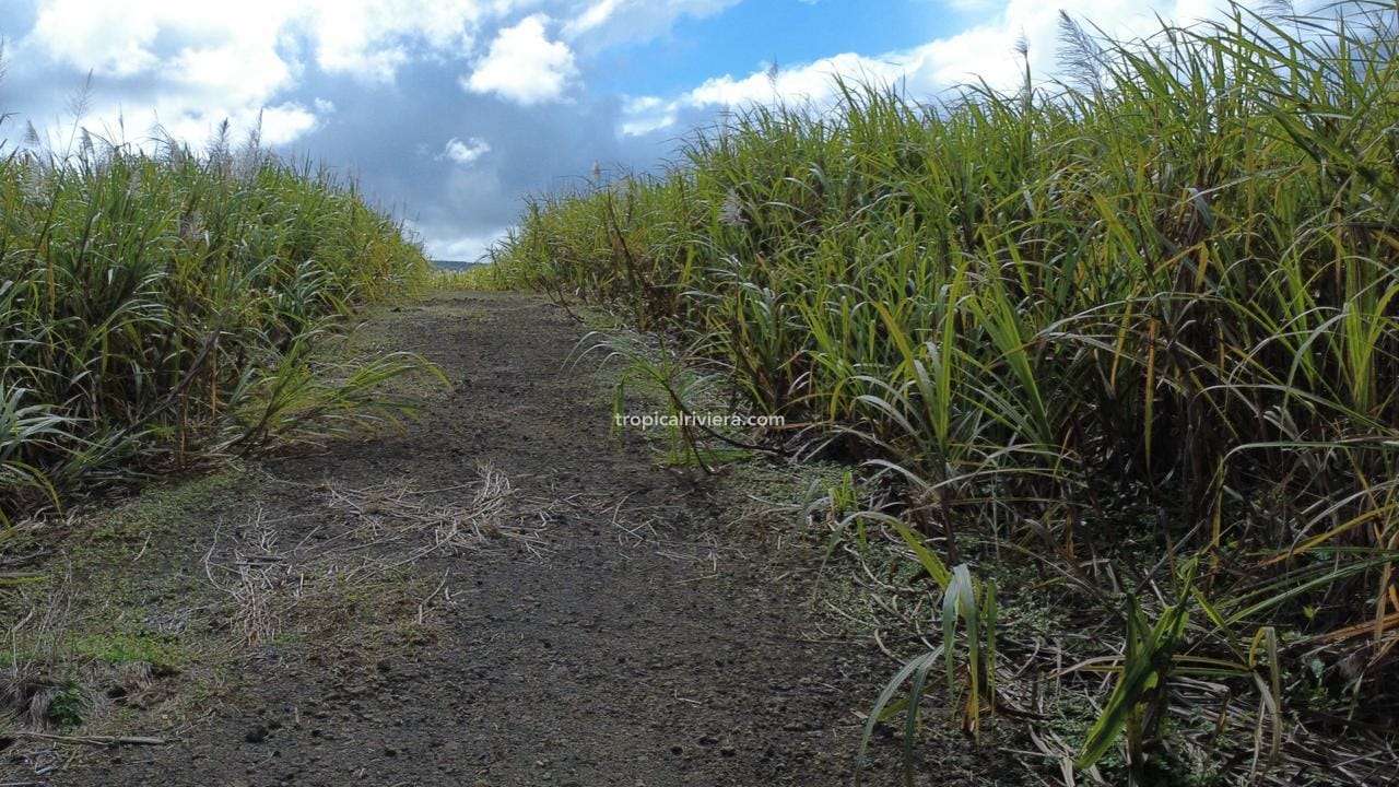 For Sale – Agricultural Land 4,205 m² – Camp Thorel, Moka