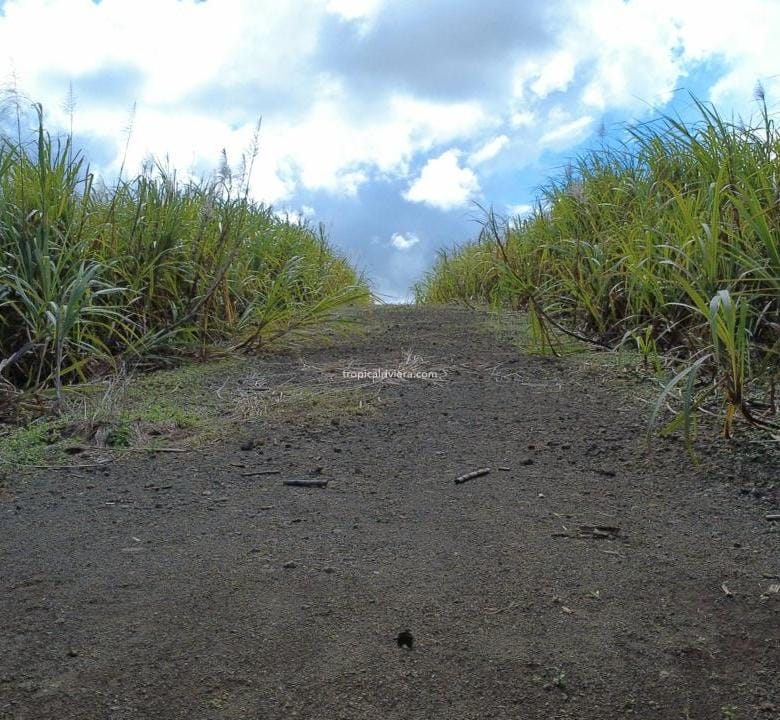 For Sale – Agricultural Land 4,205 m² – Camp Thorel, Moka