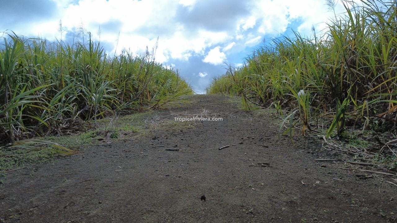 For Sale – Agricultural Land 4,205 m² – Camp Thorel, Moka