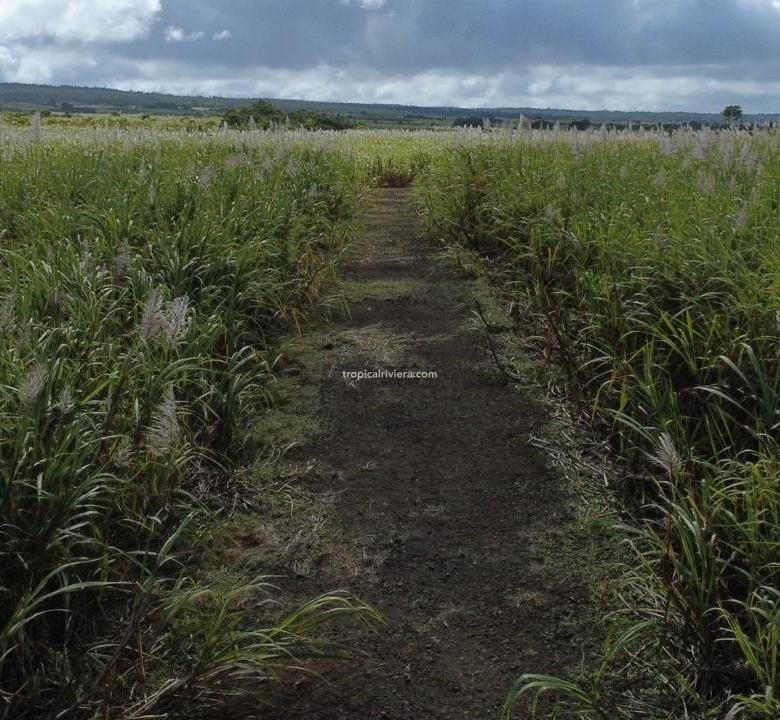 For Sale – Agricultural Land 4,205 m² – Camp Thorel, Moka