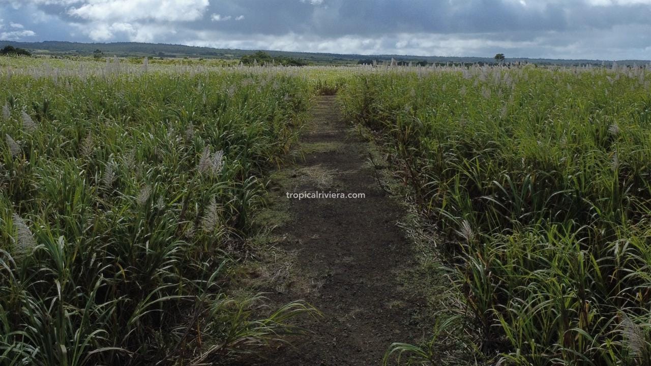 For Sale – Agricultural Land 4,205 m² – Camp Thorel, Moka