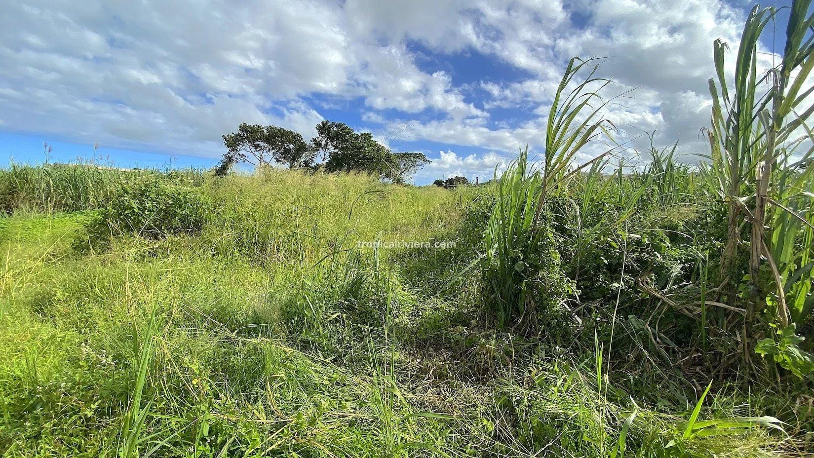 For Sale – Residential Land 555.25 m2 – New Grove, Grand Port