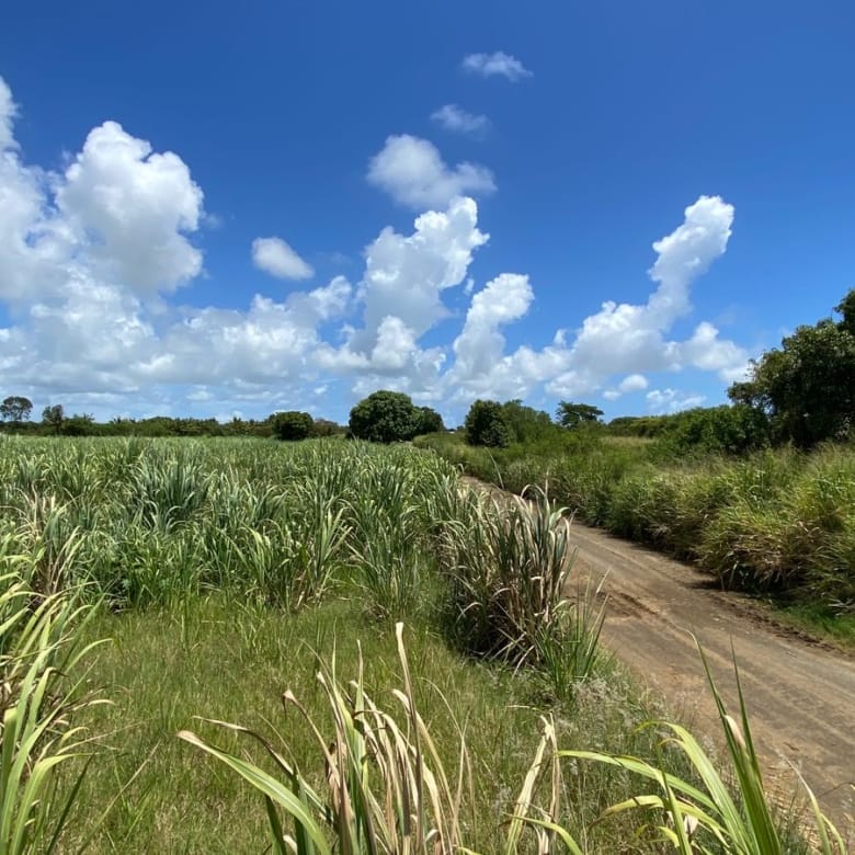 For Sale – Agricultural land 5,360.5 m2 – Riviere du Rempart