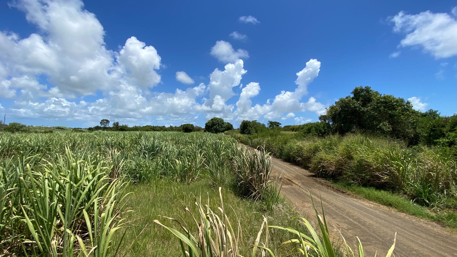 For Sale – Agricultural land 5,360.5 m2 – Riviere du Rempart