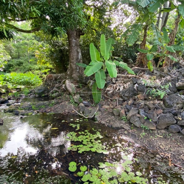 For Sale – Agricultural Land 6451.60 m2 – Clemencia, Bel Air Riviere Seche