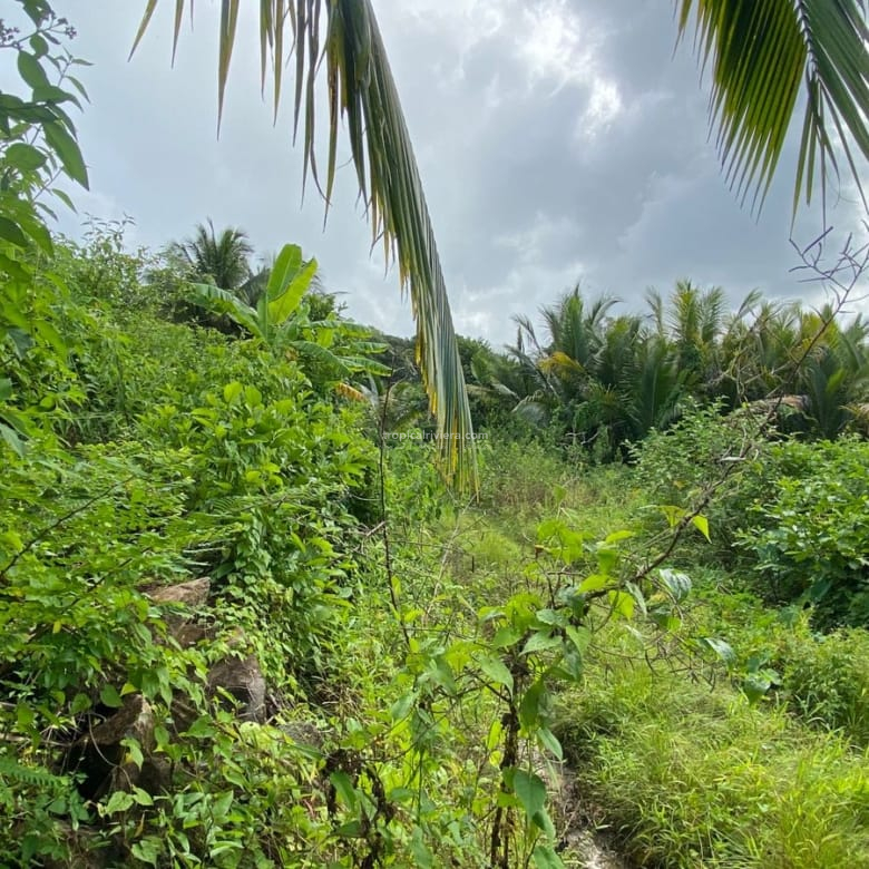 For Sale – Agricultural Land 6451.60 m2 – Clemencia, Bel Air Riviere Seche