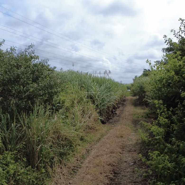 Agricultural Land for Sale in Bon Accueil, Flacq, Mauritius – 1,891 m²
