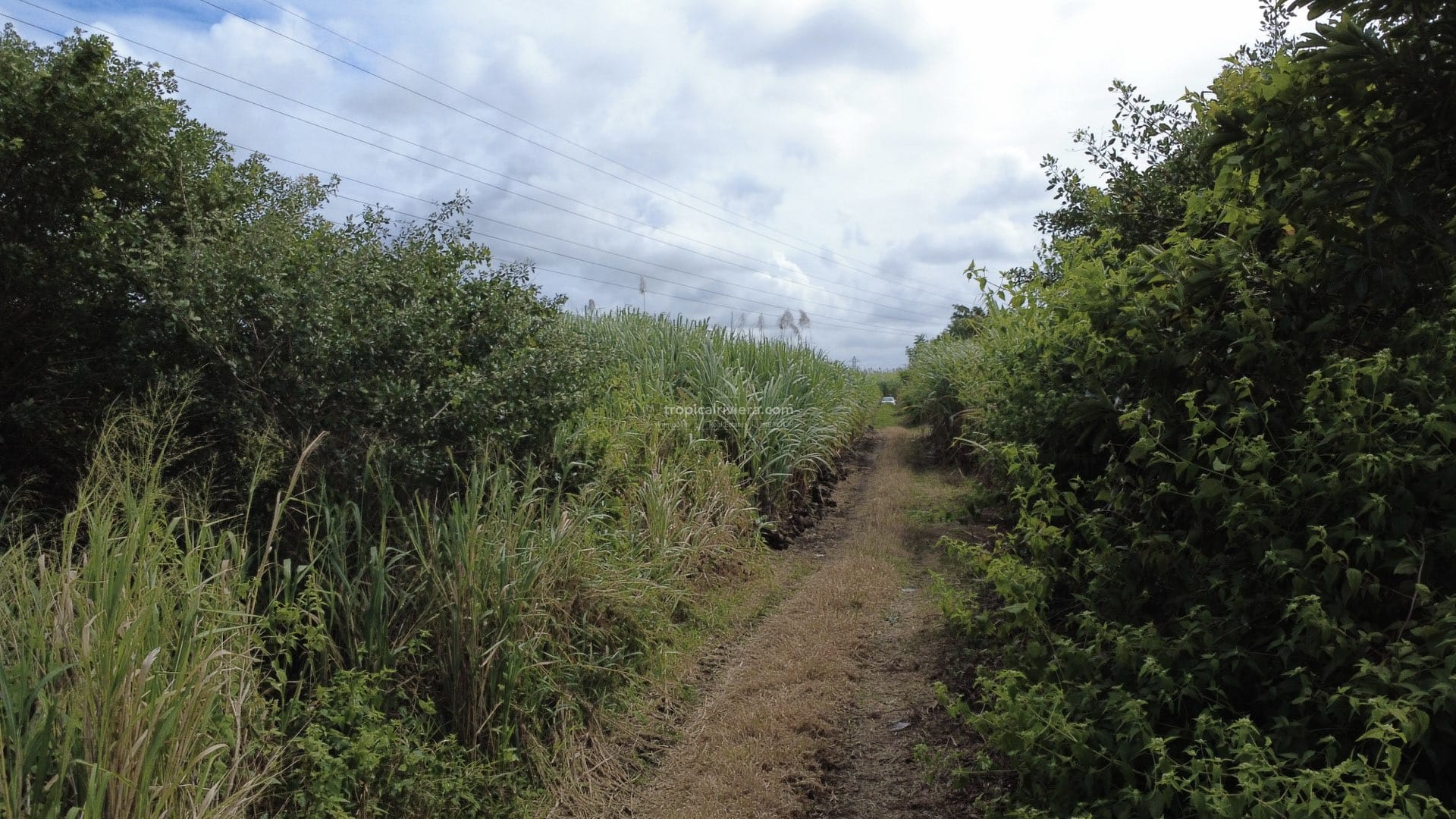 Agricultural Land for Sale in Bon Accueil, Flacq, Mauritius – 1,891 m²