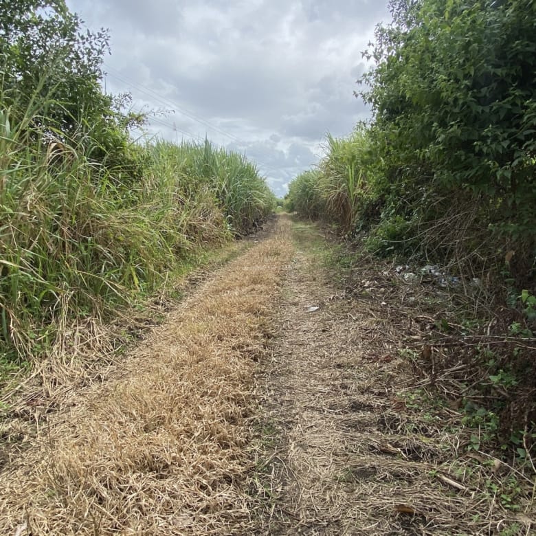Agricultural Land for Sale in Bon Accueil, Flacq, Mauritius – 1,891 m²