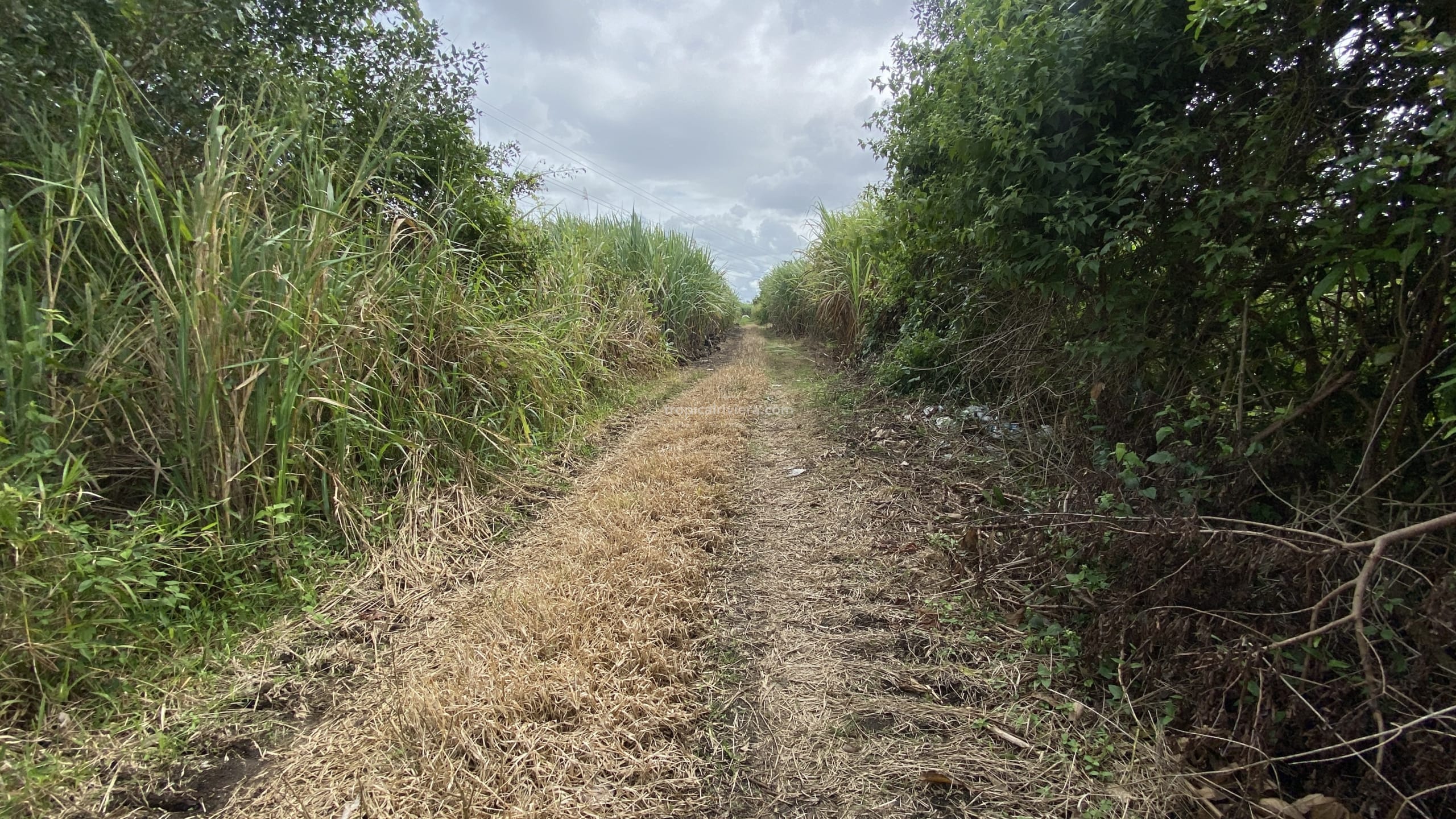 Agricultural Land for Sale in Bon Accueil, Flacq, Mauritius – 1,891 m²