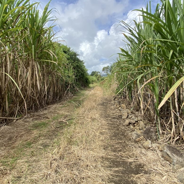 Agricultural Land for Sale in Bon Accueil, Flacq, Mauritius – 1,891 m²