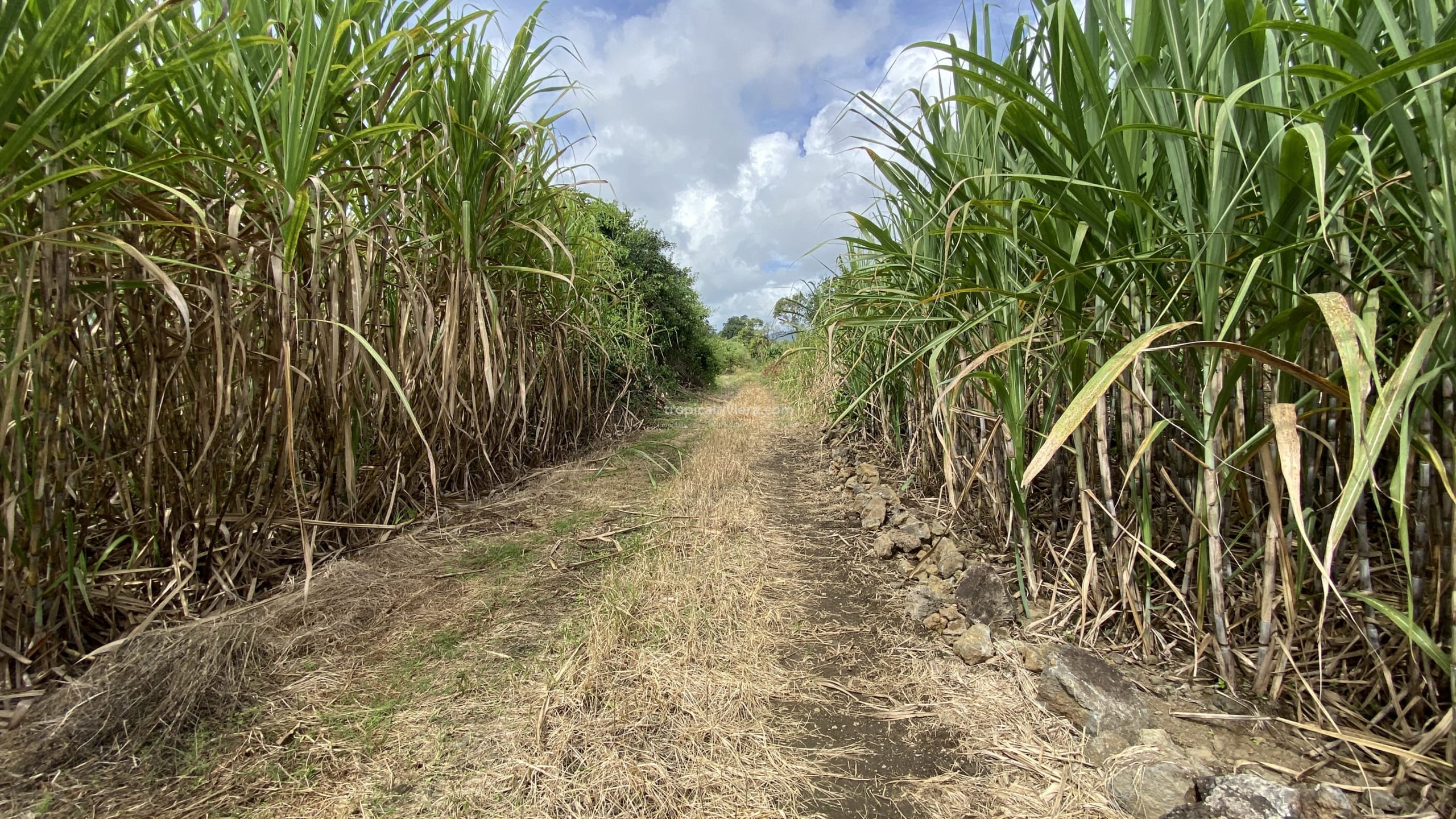 Agricultural Land for Sale in Bon Accueil, Flacq, Mauritius – 1,891 m²