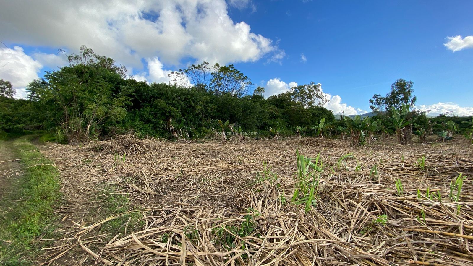Agricultural Land for Sale – Bon Accueil, Flacq | 5,800 m²
