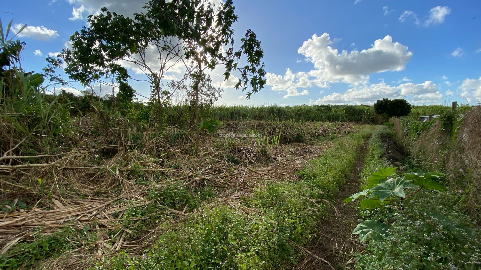 Agricultural Land for Sale – Bon Accueil, Flacq | 5,800 m²