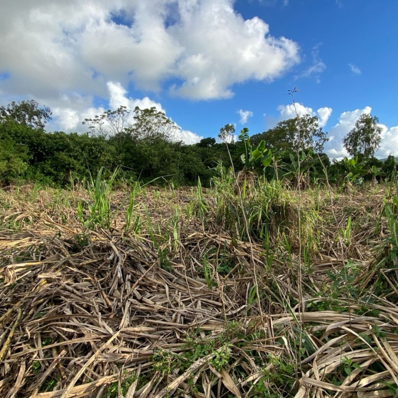 Agricultural Land for Sale – Bon Accueil, Flacq | 5,800 m²