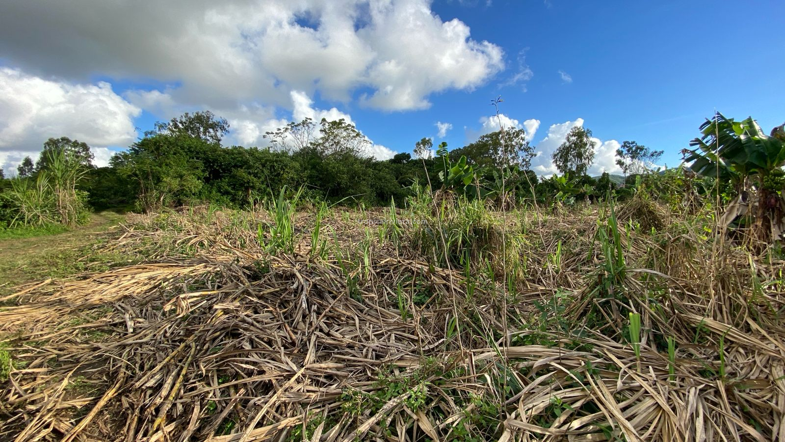 Agricultural Land for Sale – Bon Accueil, Flacq | 5,800 m²