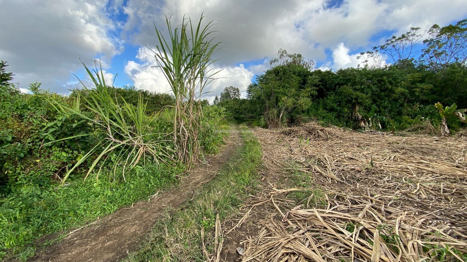 Agricultural Land for Sale – Bon Accueil, Flacq | 5,800 m²