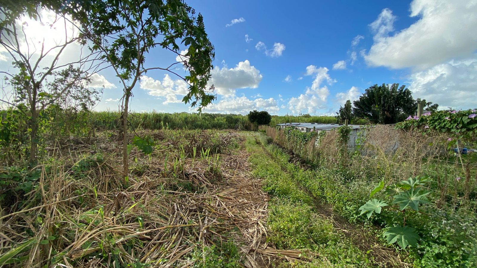 Agricultural Land for Sale – Bon Accueil, Flacq | 5,800 m²