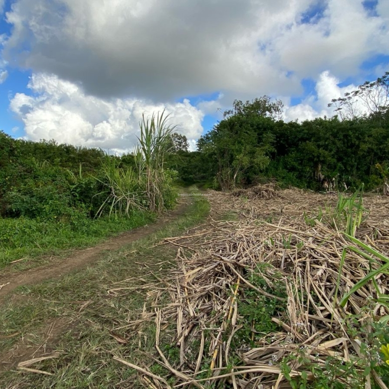 Agricultural Land for Sale – Bon Accueil, Flacq | 5,800 m²