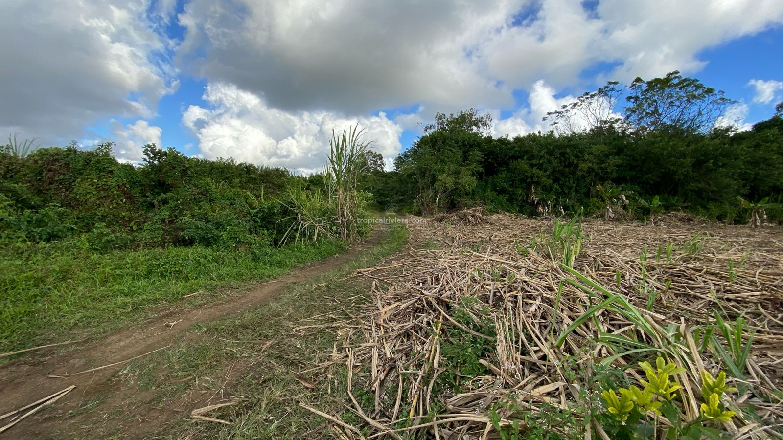 Agricultural Land for Sale – Bon Accueil, Flacq | 5,800 m²