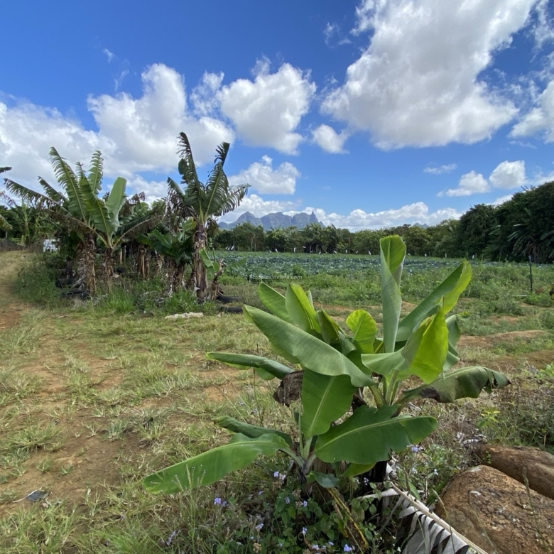 Prime Agricultural Land for Sale in Dagotière, Moka – 1,055 m²