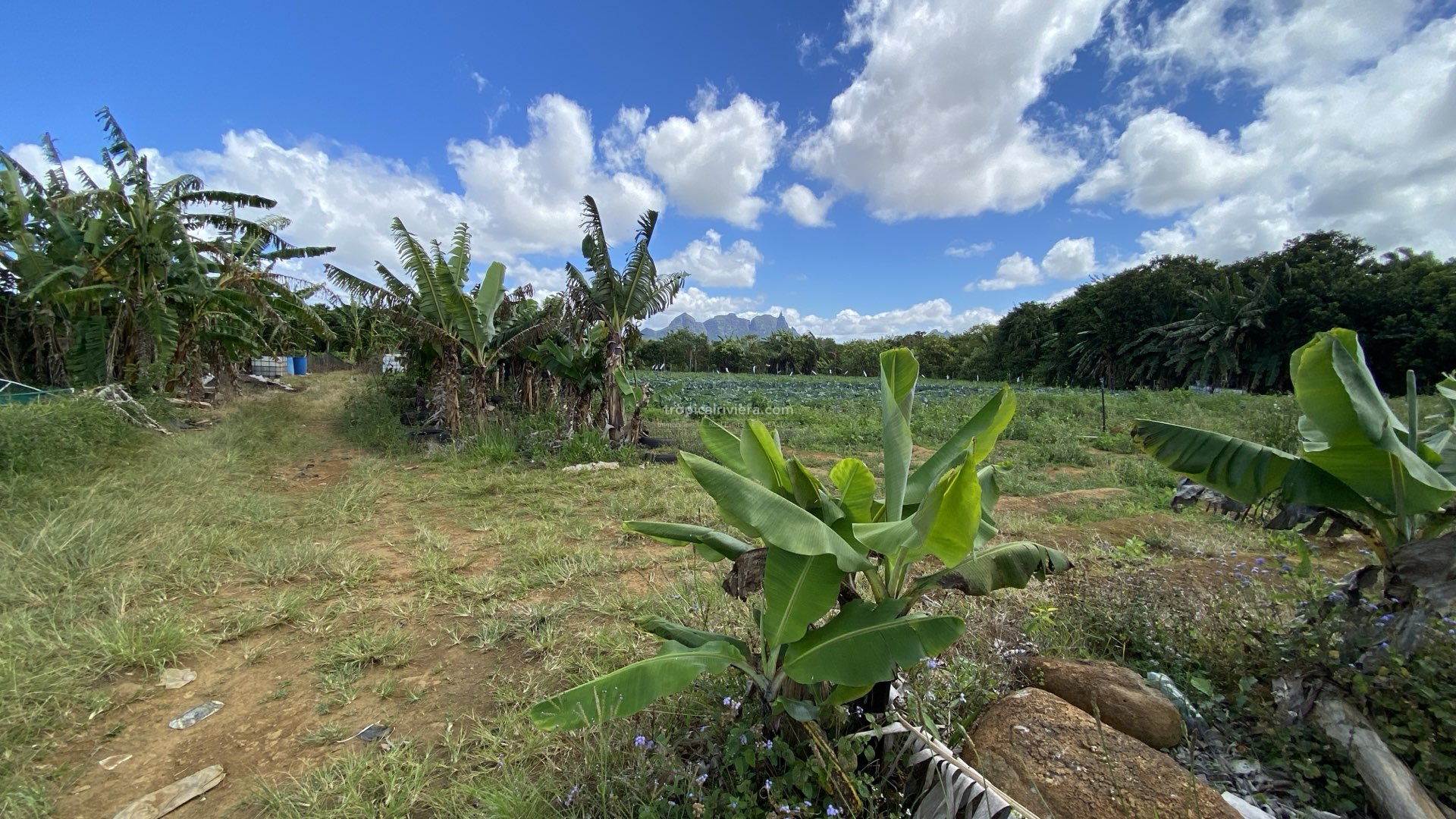 Prime Agricultural Land for Sale in Dagotière, Moka – 1,055 m²